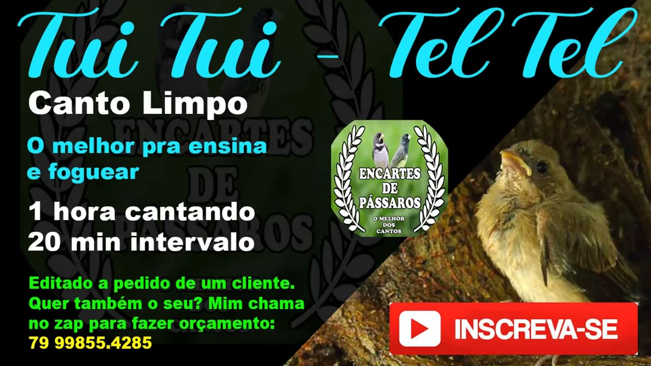 Tui Tui Tel Tel -- Canto de Professor Explicado -- #papacapim #coleiro