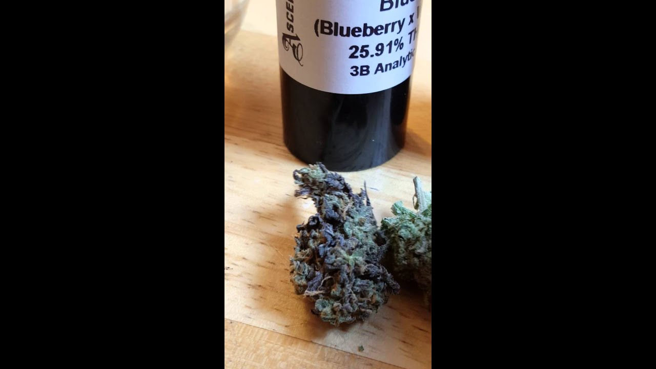 BLUE MAGOO 25.91% THC