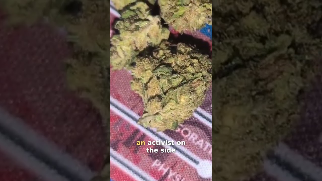 Jack Herer: The Legendary Cannabis Strain Explained #shorts