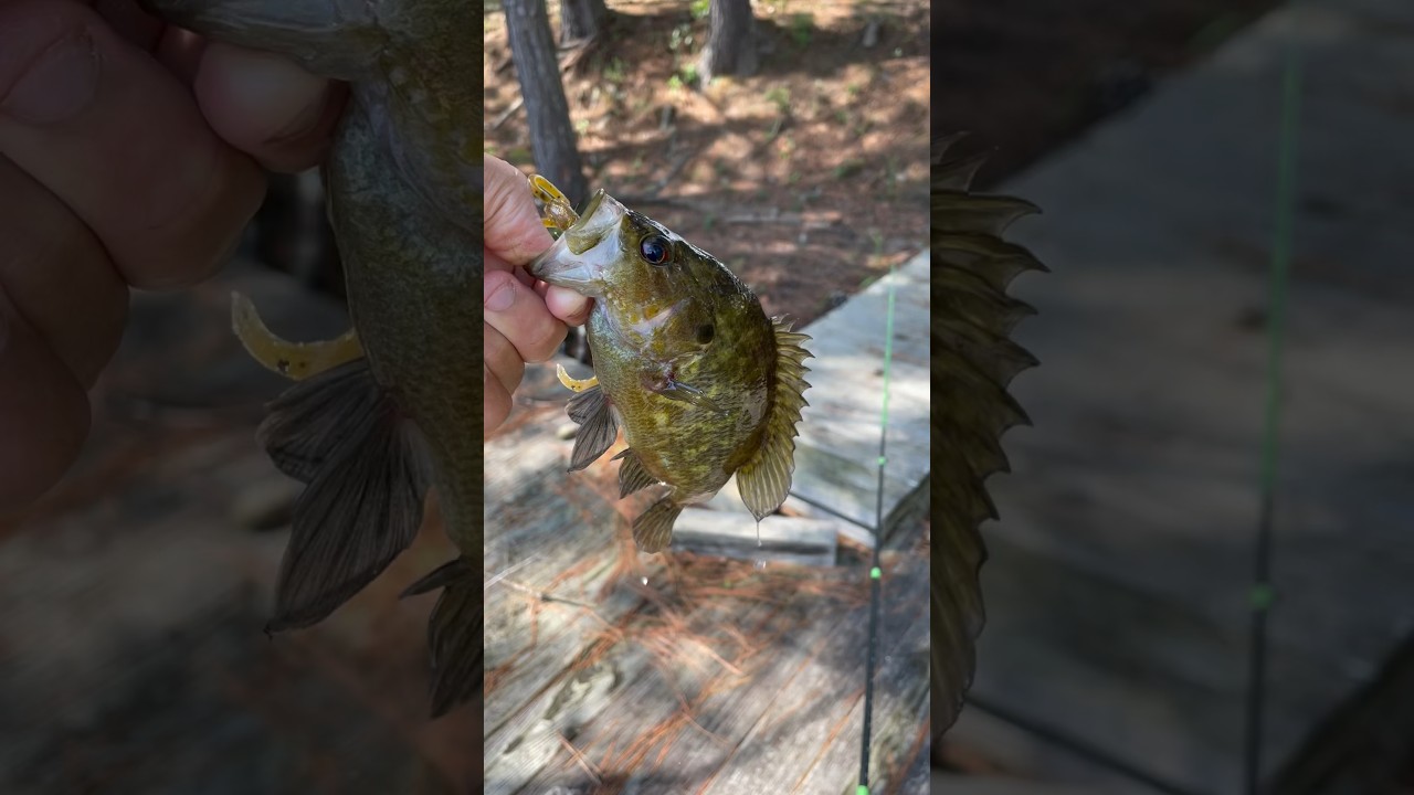 The brush hog catches everything #crappie #fishing #blackcrappie #crappiefishing #fishingtips