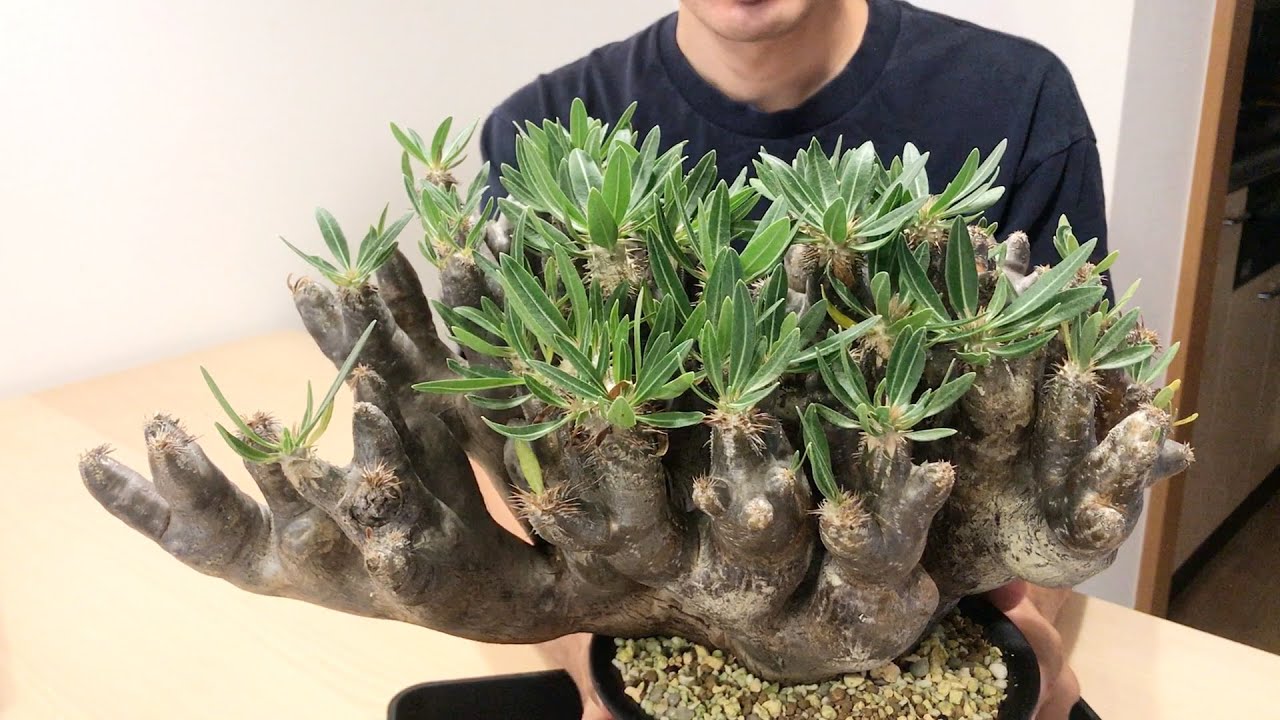 サボテンオークション日本で買いました パキポディウム・ブレビカリックス