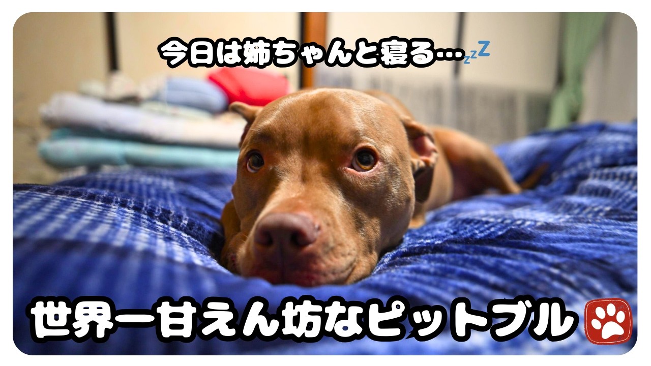 世界一甘えん坊なピットブルが大好きな姉に甘えて一緒に寝る姿が可愛すぎた。