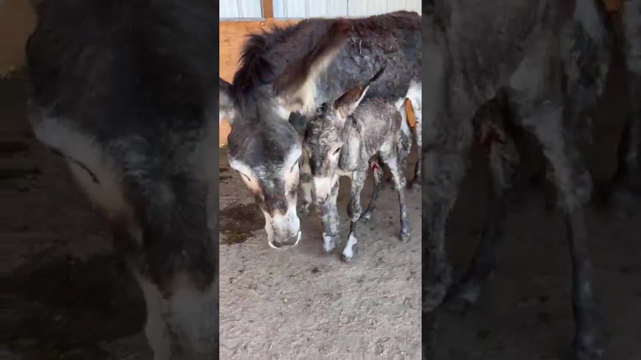 Welcome to the world, little one!