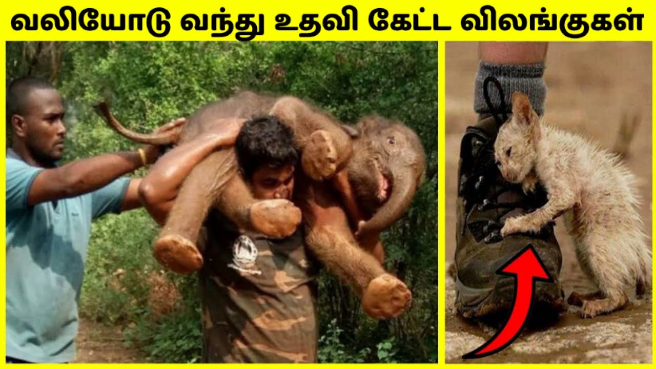 மனிதனிடம் உதவி கேட்ட விலங்குகள் | Animals That Asked People For Help In Tamil | TAMIL AMAZING FACTS