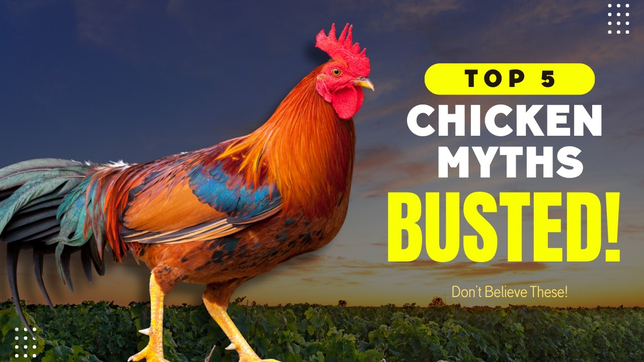 5 Chicken Myths BUSTED 🐔 (You’ve Been Lied To!)