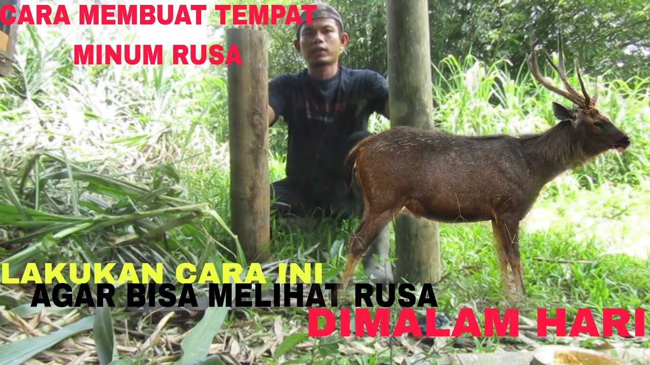 RUSA YANG LIAR AKAN JINAK JIKA SUDAH MINUM AIR DARI BAMBU INI/MEMBUAT TEMPAT MINUM RUSA.