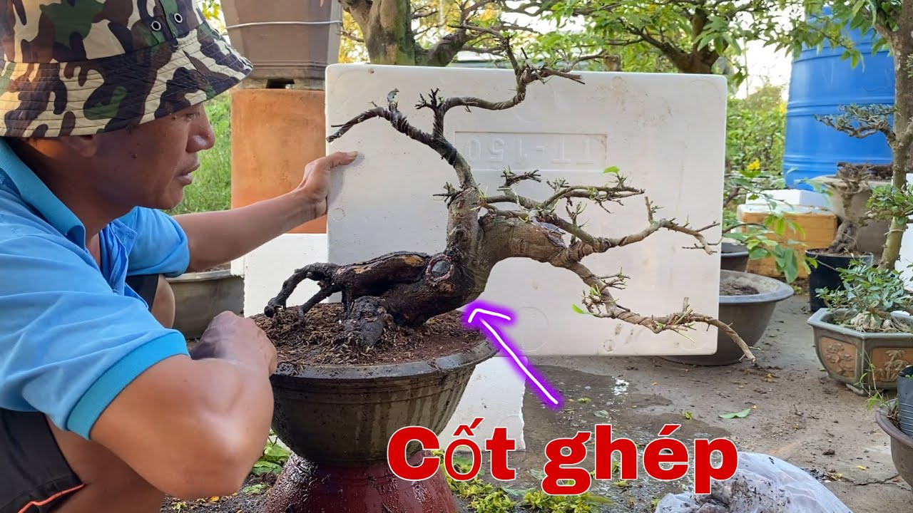 Thâu Cành Thay Chậu Mai Vàng Sau Tết