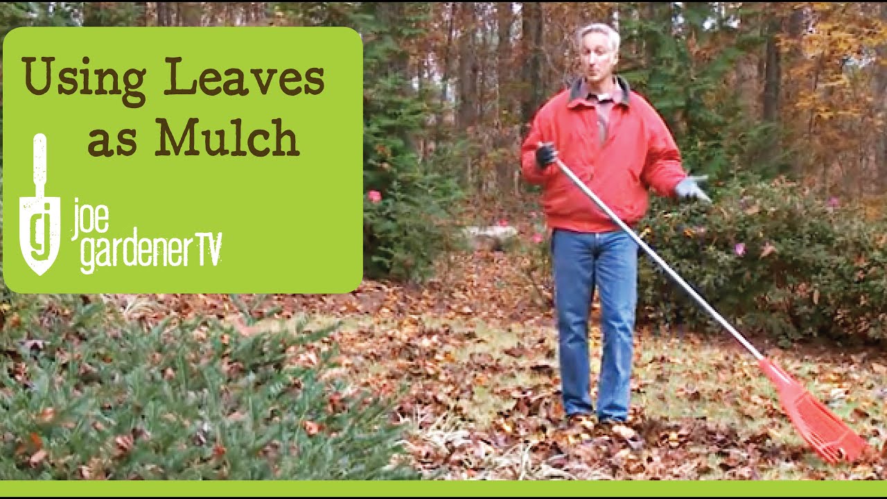 How to Use Leaves as Garden Mulch