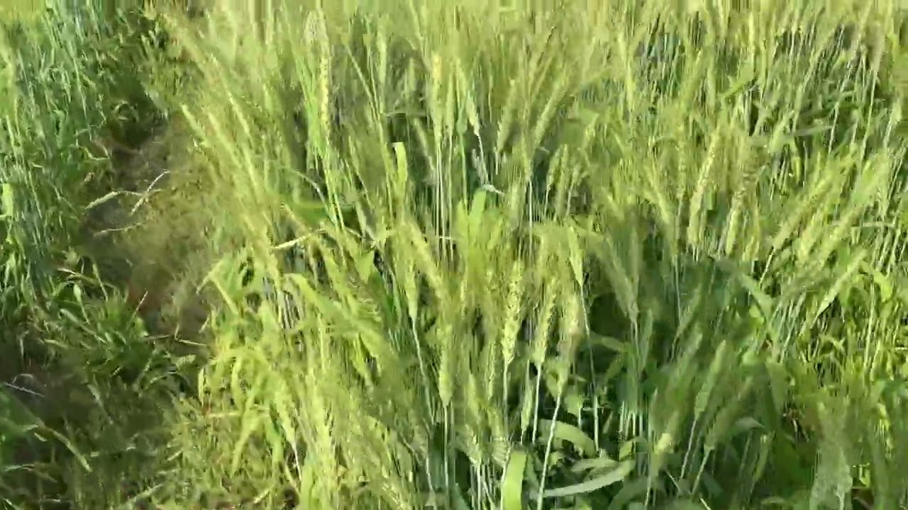 ਕਣਕ ਨੂੰ ਆਖ਼ਰੀ ਪਾਣੀ ਕਦੋਂ ਲਾਈਏ DBW 327👈👌👌#viral #vlog #myfristvlogviral #youtubevideo #punjabi #