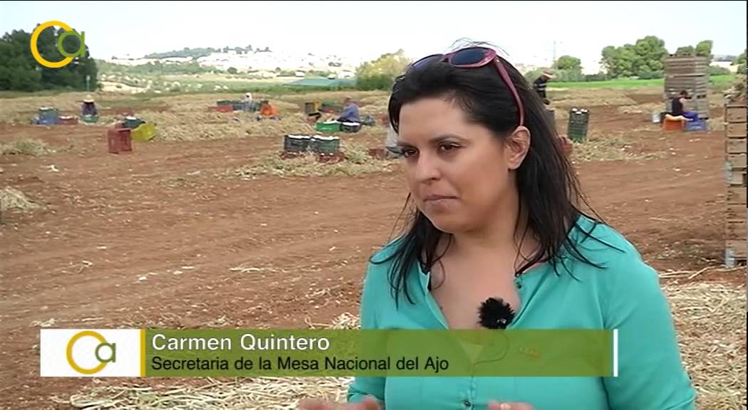 La recolección del ajo