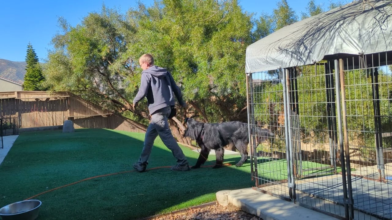Obedience and Play Practice Demo with Luna 11-21-2024