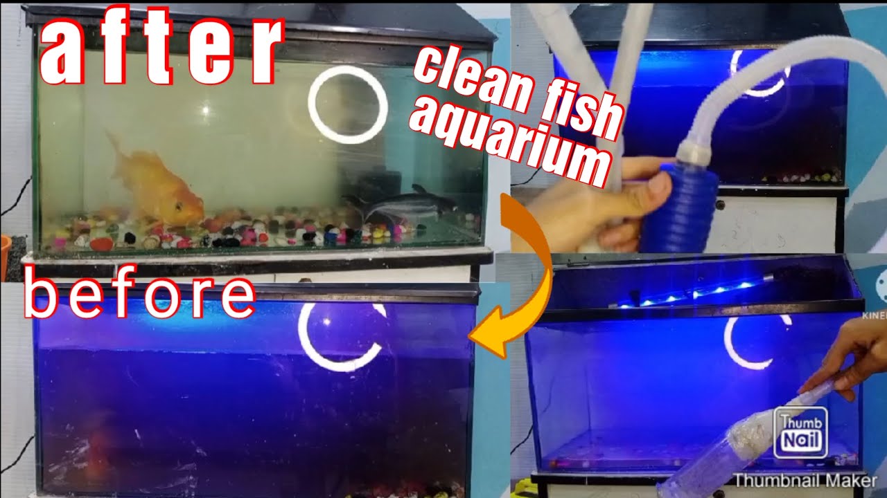 How To Clean Fish Aquarium | Aquarium Cleaning | Fish Aquarium |