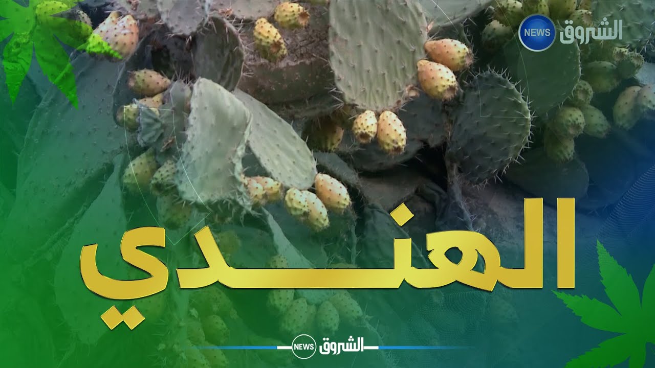 خيرات بلادي | أســــرار التين الشـــوكي !!