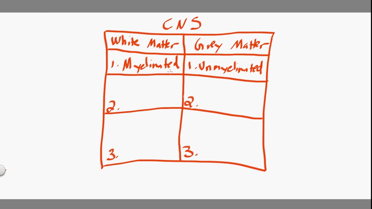 White Matter vs Grey Matter
