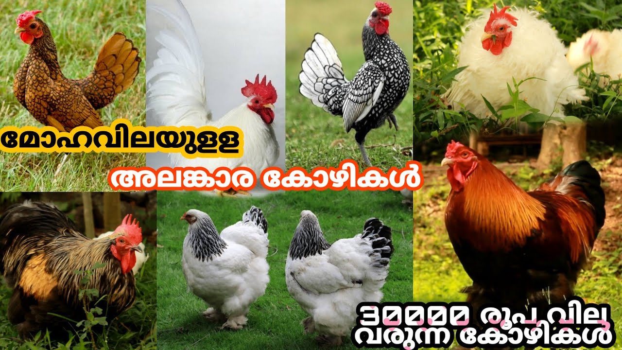 മോഹവിലയുളള അലങ്കാര കോഴികൾ | fancy hen malayalam | naadan kozi valarthel | kerala poultry farm