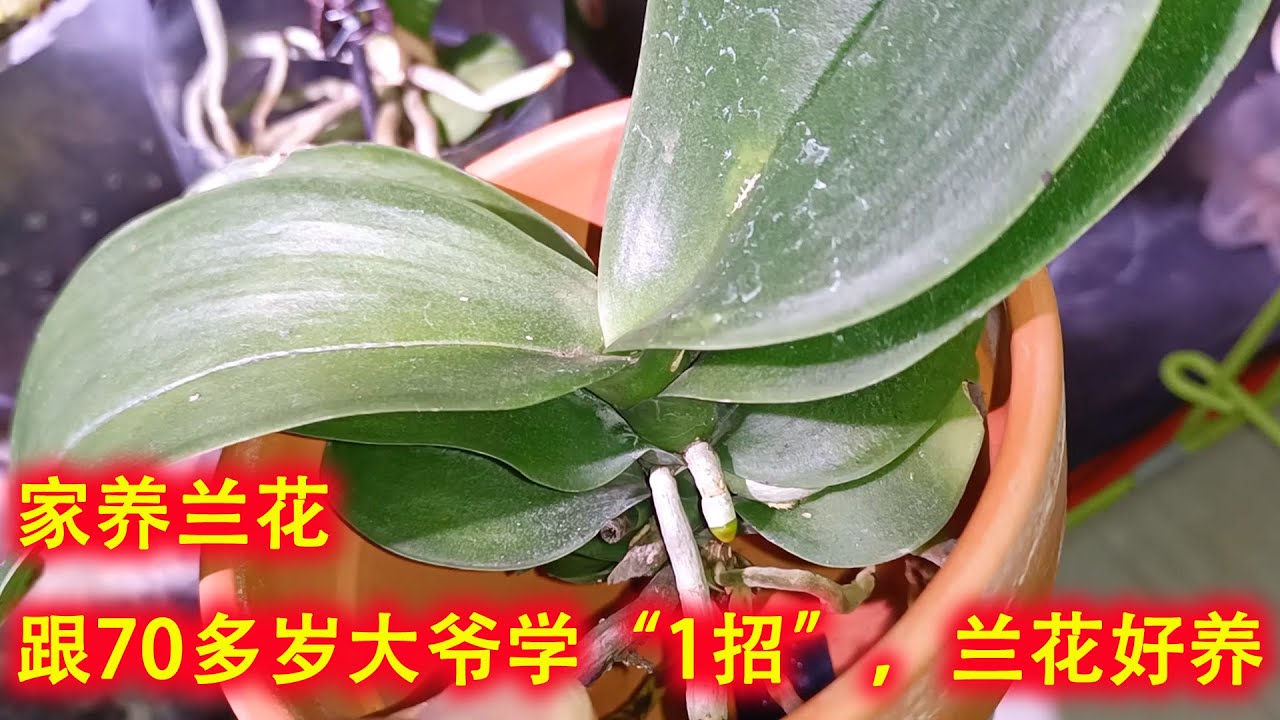 家养兰花，跟70多岁大爷学“1招”，养好兰花就这么简单！（阿涛养花143期）