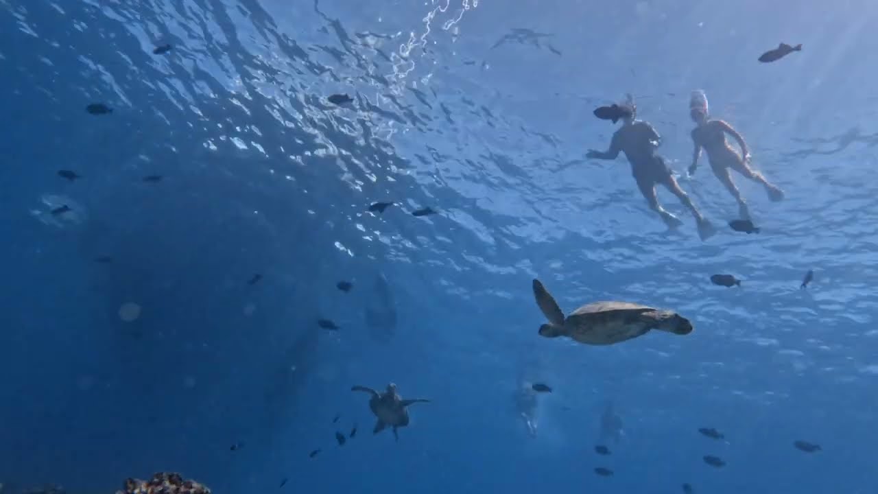 Turtle Canyons Snorkel Excursion Snorkeling Waikiki with Living Ocean Tours