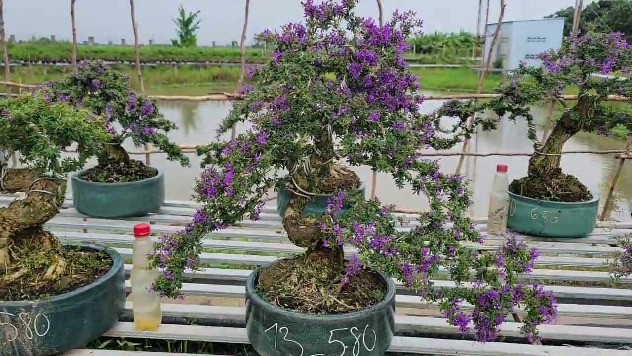 Linh Sam 86 zin Cây Mẹ Giảm 70k 😊0933368532🌲bonsainuitraihuonguyetquehongocmaichieuthuykimquytungme