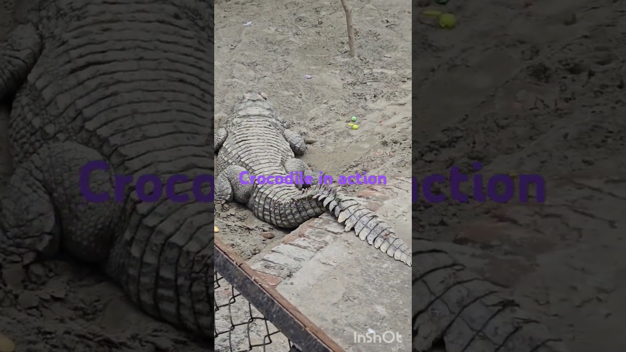 Crocodile in action 