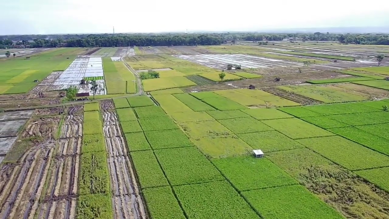 F22 diserang kawanan  burung bangau