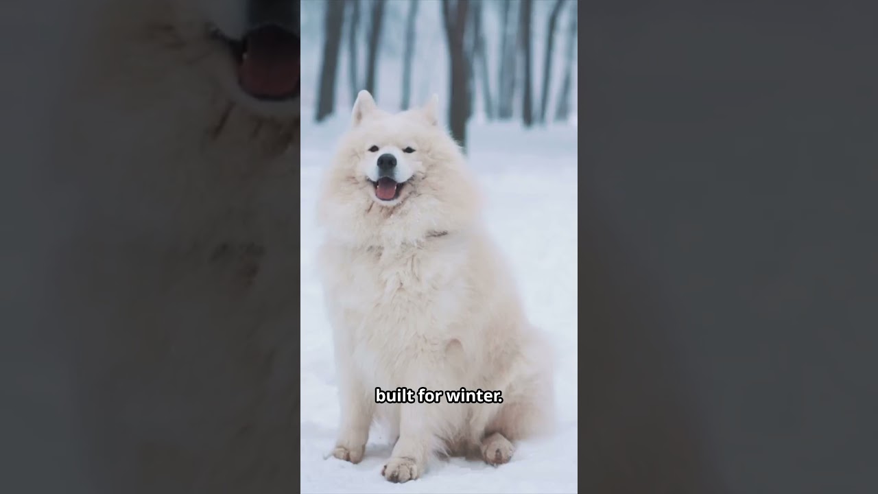 Top 5 Dog Breeds That Love Snow!