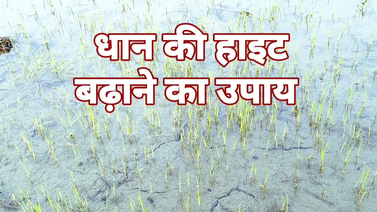 रबी धान जल्दी कैसे बढ़ाए।