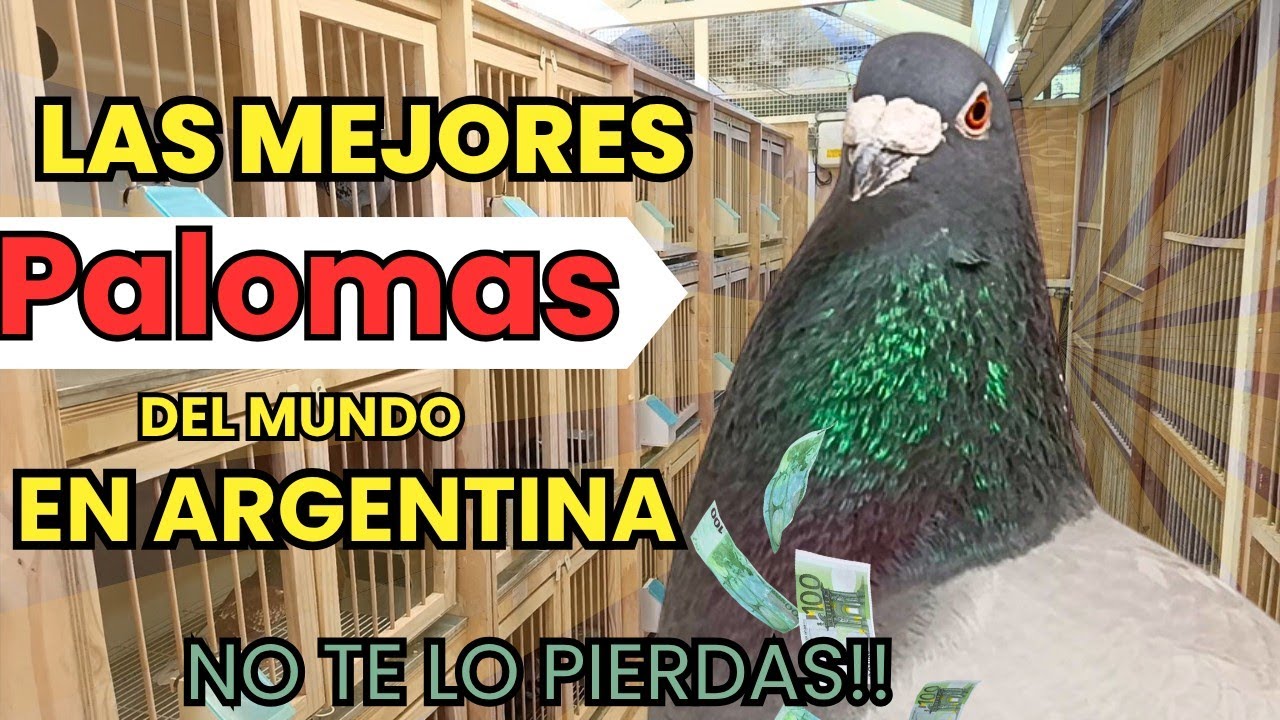 PALOMAR BELGA EN ARGENTINA? Reproductores importados!! PICHU DOELLINGER. Palomas mensajeras.
