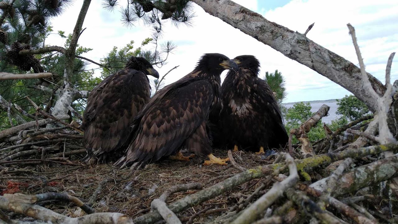 Norwegian white-tailed sea eagles successfully released in Ireland