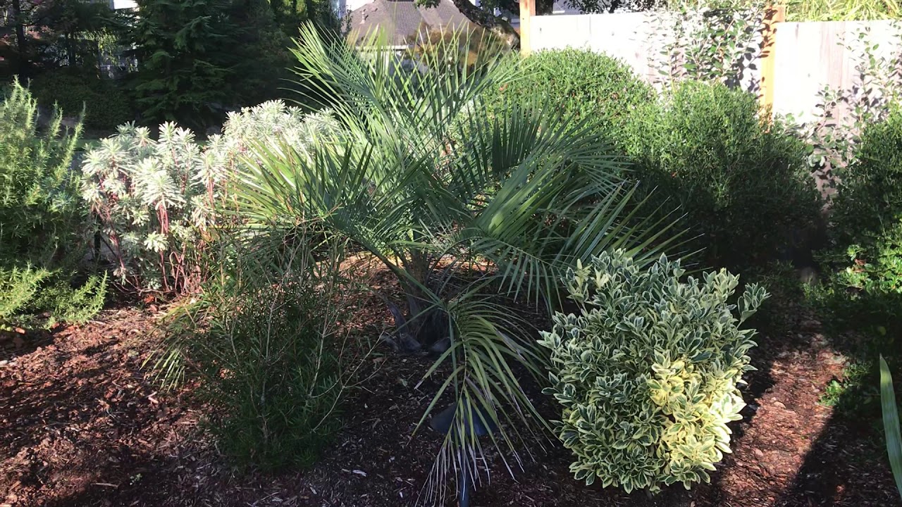 Butia eriospatha fall update