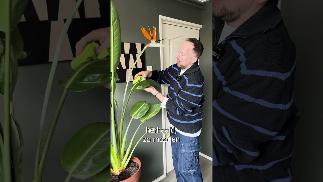 Intratuin - Strelitzia bladeren