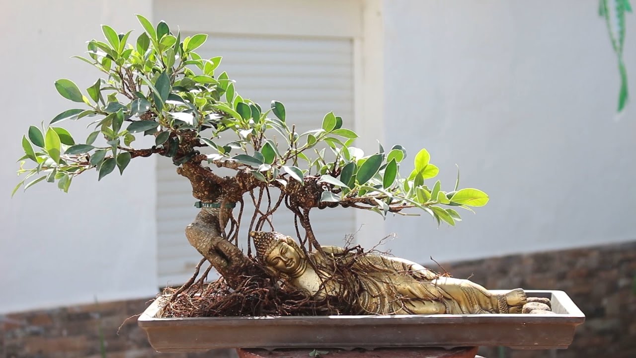 Bonsai ficus con buda tumbado