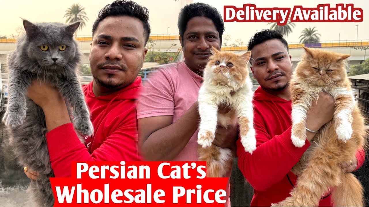 Persian Cat’s Sale Wholesale Price. Cat Market in Kolkata. Kolkata Cat Market.