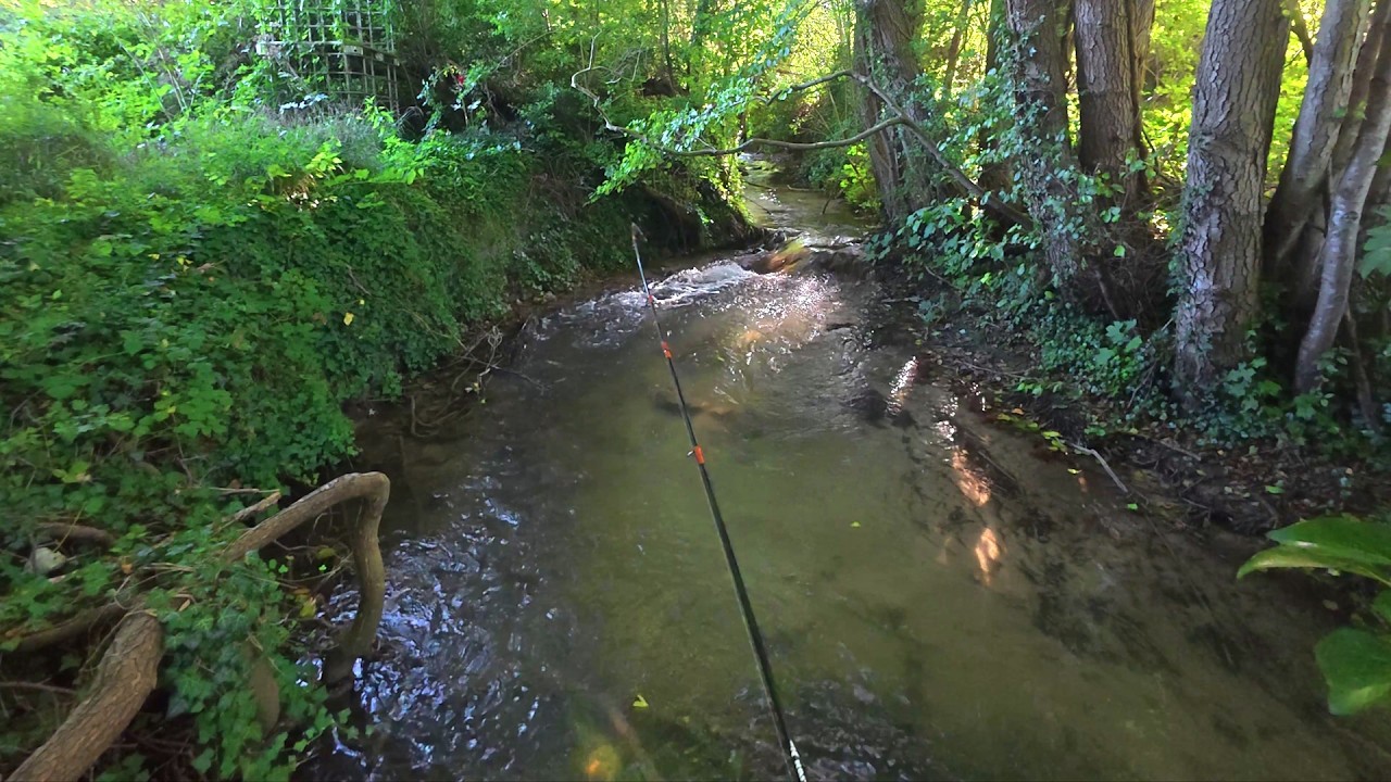 La quête de LA truite de 60cm dans un ruisseau abandonné depuis des années