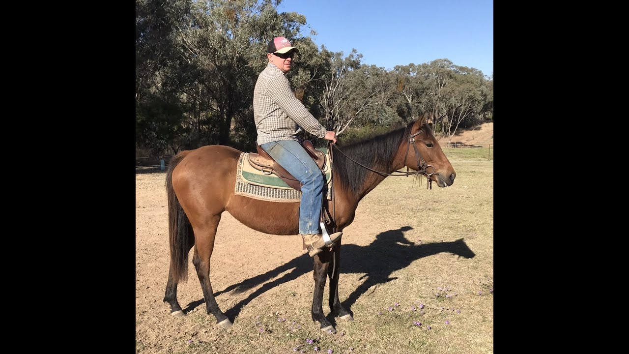 ** SOLD ** 2 year old stock horse