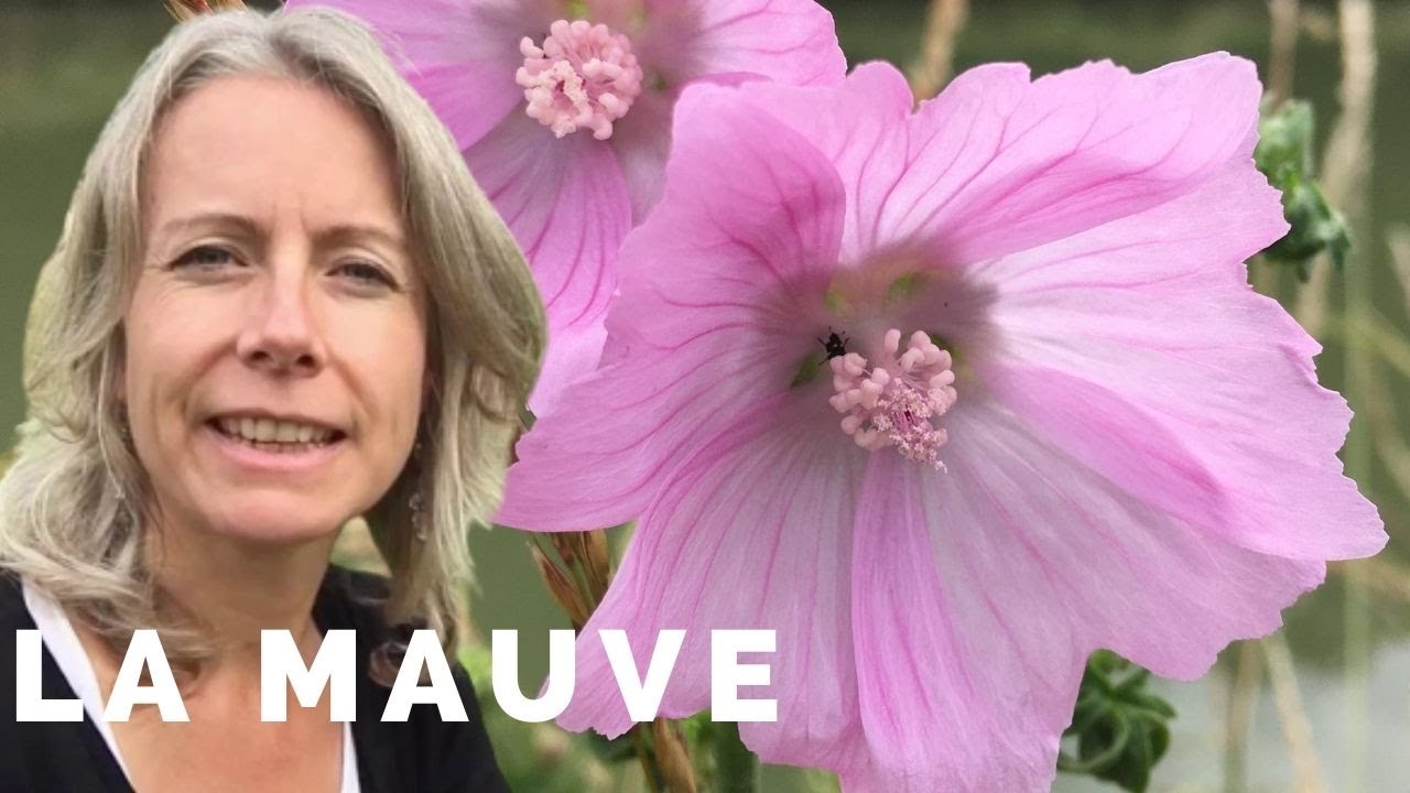 Reconnaître et cuisiner la mauve