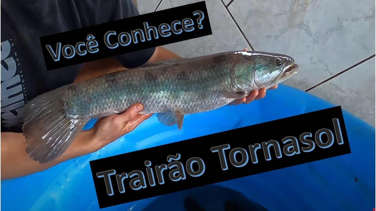 Desenvolvimento de Trairão Tornasol!! Como estão os peixes após 4 meses!