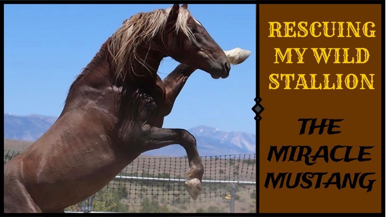 The Story of Surfer Dude the Miracle Mustang - RESCUING A WILD STALLION