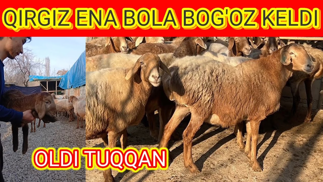 BOG'OZ QOYLAR KELDI ARASHAN EDILBAY ZOTIDAN😮😮😮