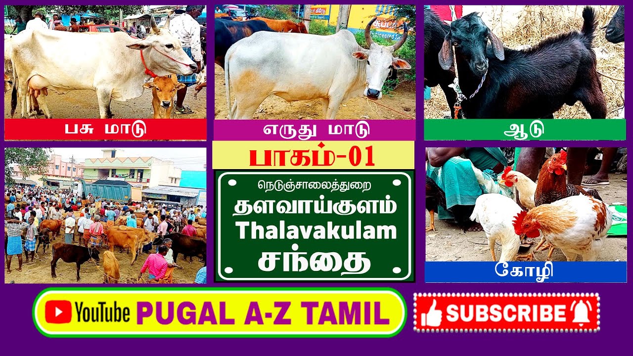 THALAVAIKULAM SANTHAI PART - 01 தளவாகுளம் சந்தை பகுதி-01 #market #cow #tamilnadu #tiruvannamalai