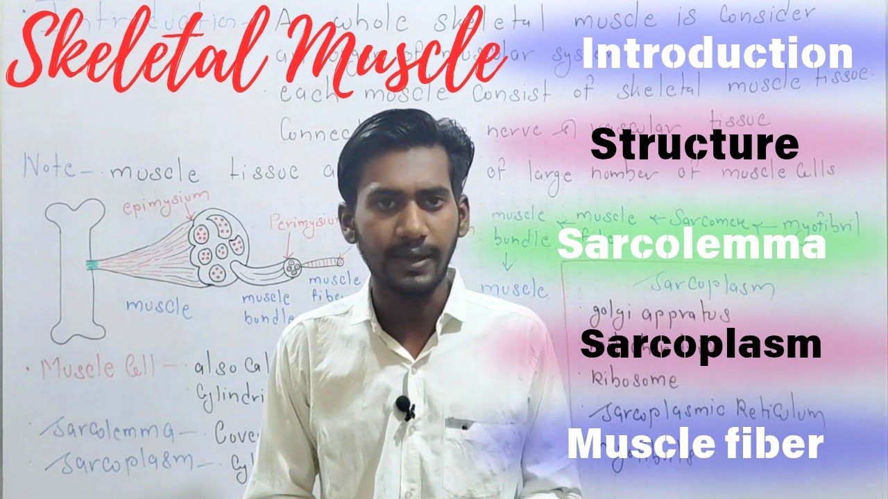 Structure of Skeletal muscle | sarcolemma | sarcoplasm | sarcomere | myofibrils | muscle bundle |