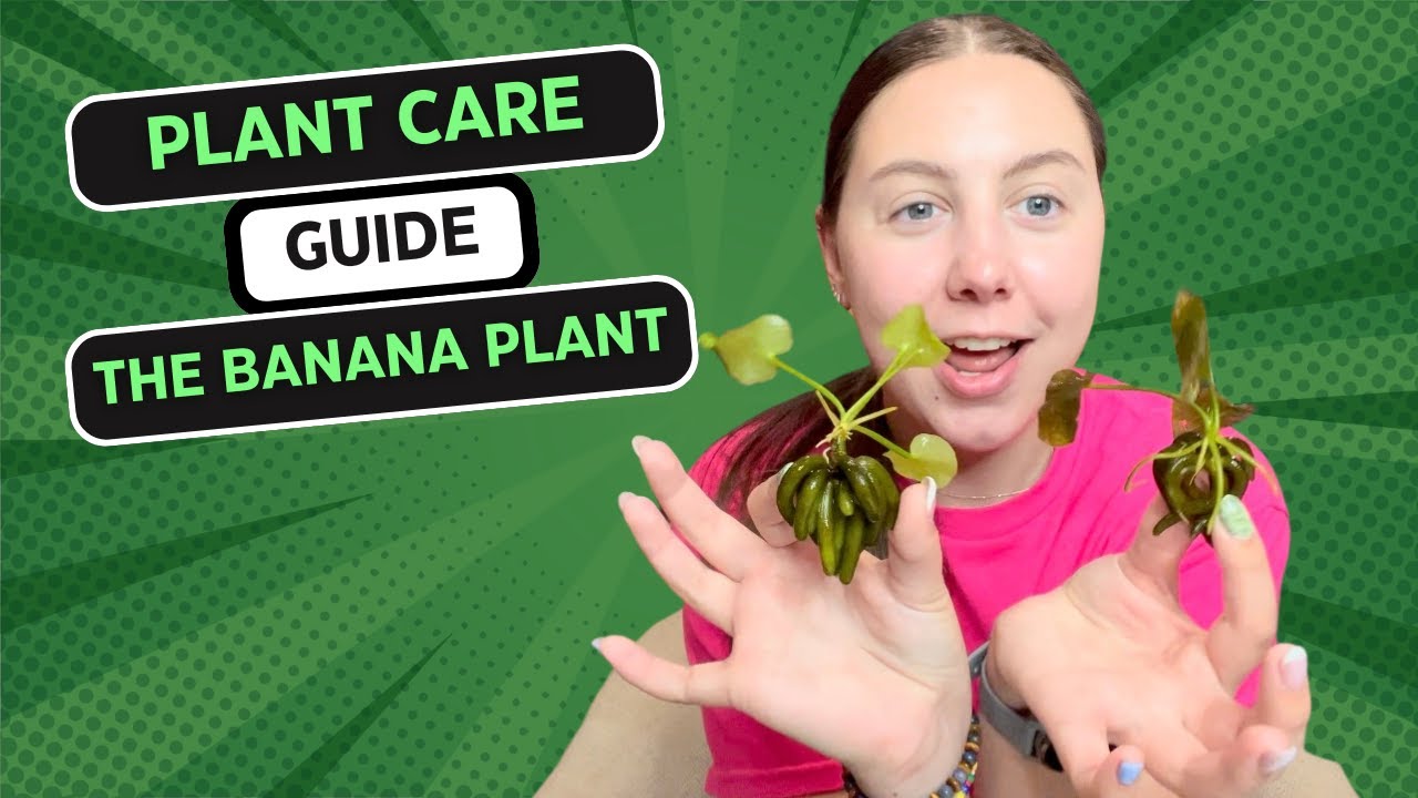 Plant Care Guide: Banana Plant
