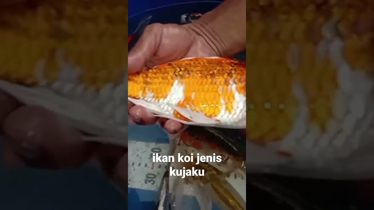 ikan koi jenis kujaku ekor panjang & cantik
