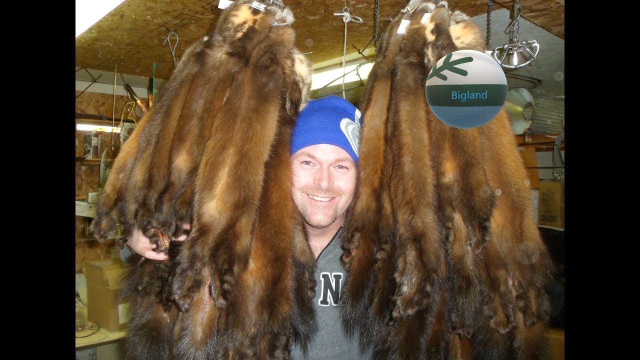 Fur Master Series -  Drumming Marten Pelts