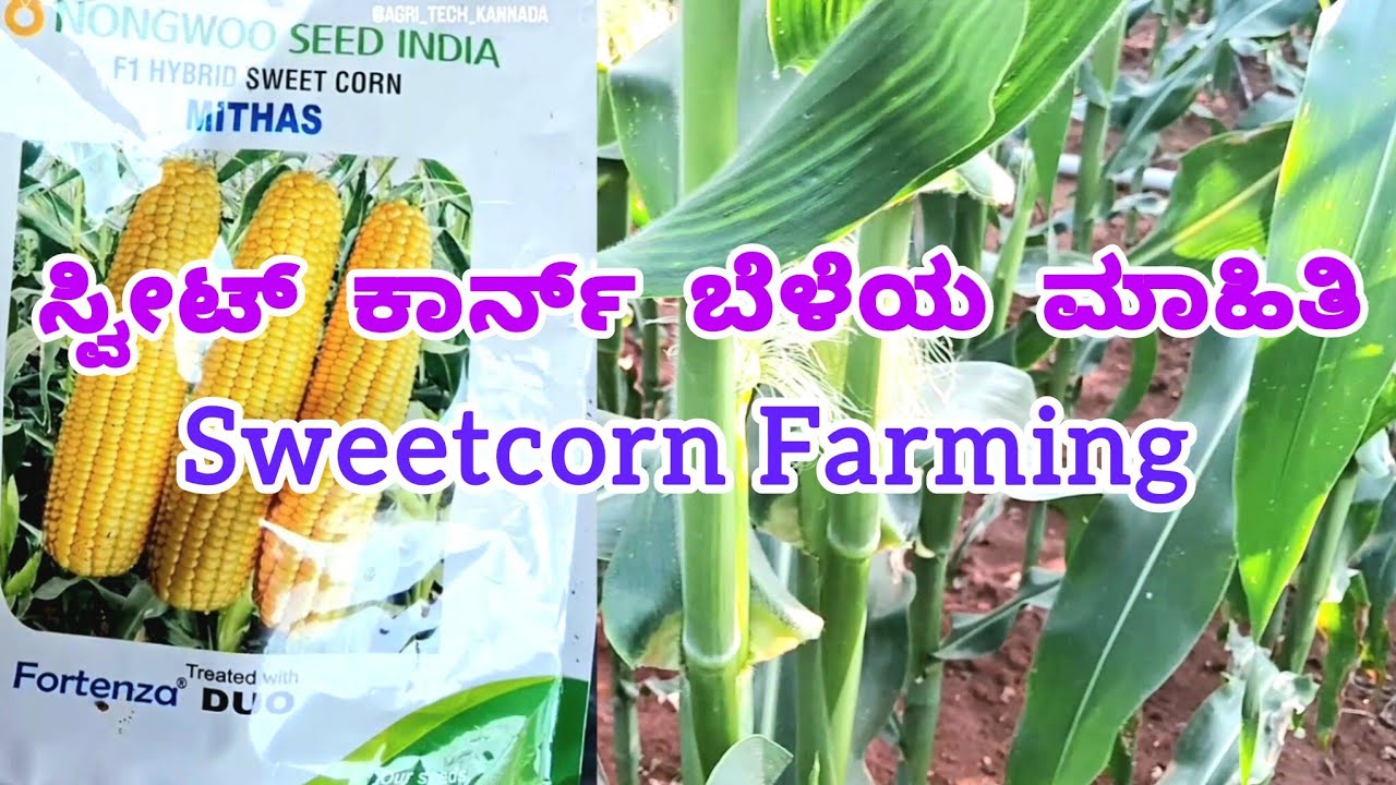 ಯಾರಿಗೆಲ್ಲಾ ಇಷ್ಟ ಈ ಸ್ವೀಟ್ ಕಾರ್ನ್? Comment ಮಾಡಿ ಬೆಳೆಯುವ ಕ್ರಮ ತಳಿ ಕಾಲಾವಧಿ ಇತರೆ ಮಾಹಿತಿ ರೈತರಿಂದ 