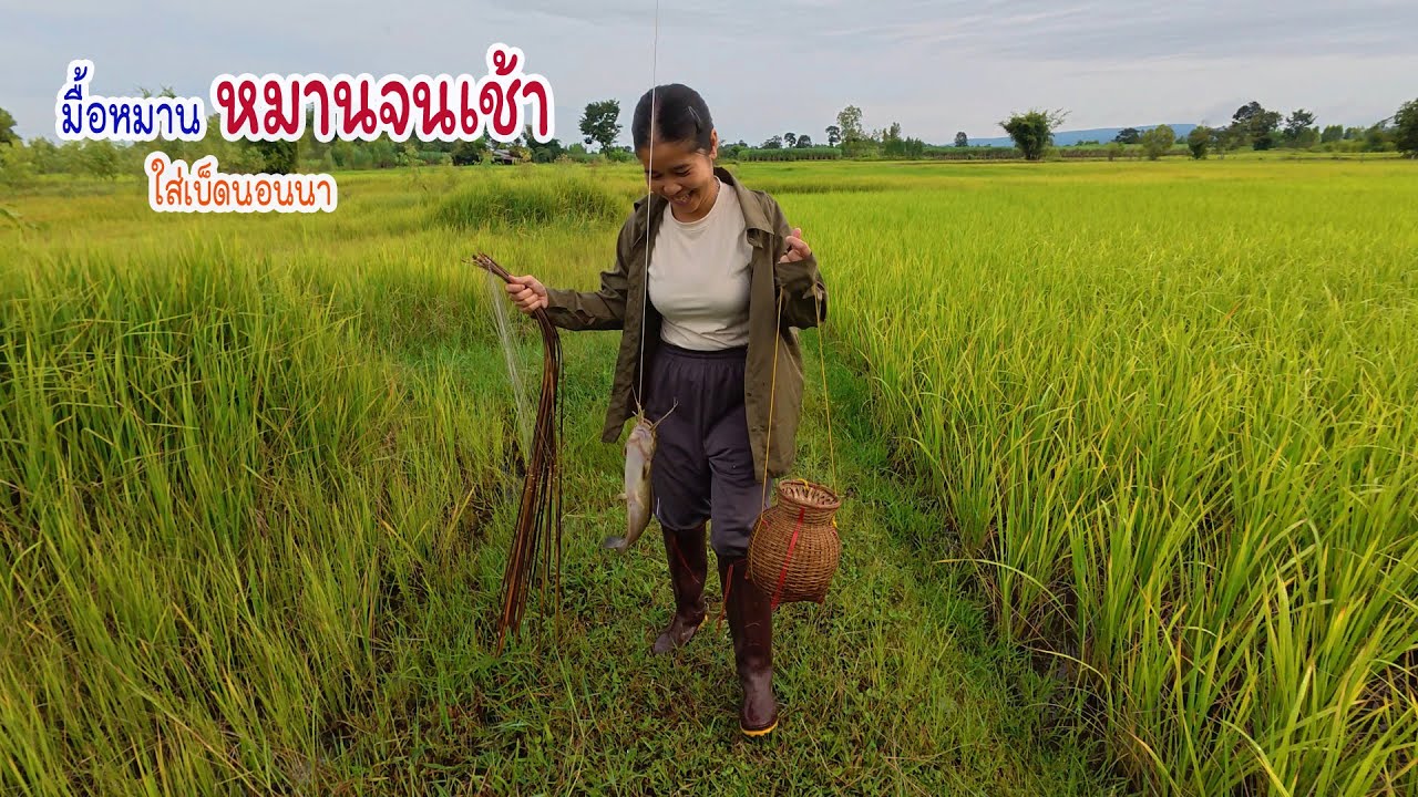 มื้อหมานไซส์มินิ ใส่เบ็ดนอนนากินข้าวทุ่งช่วงข้าวตั้งกอ
