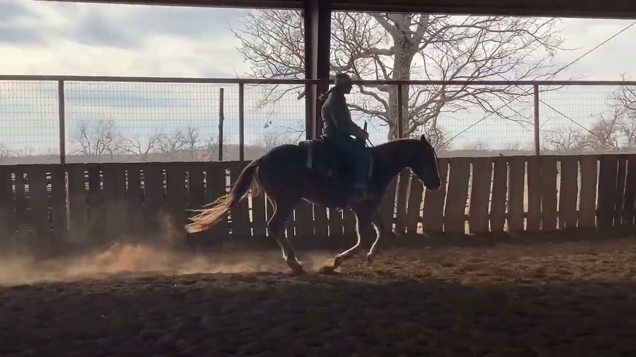 Hip #50 Cashanova Cocktails- Shawnee Horse Sale January 2026