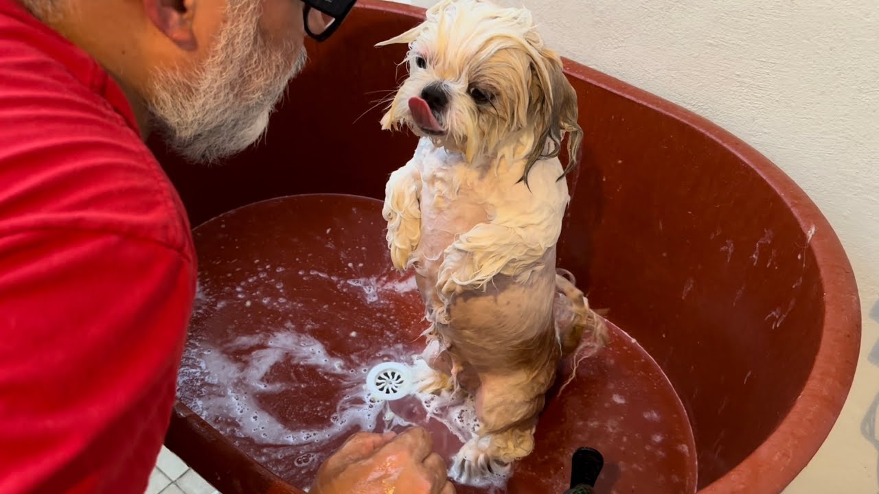 Que APLICO, COMO y CUÁNTO DURO Bañando a mi Shih Tzu