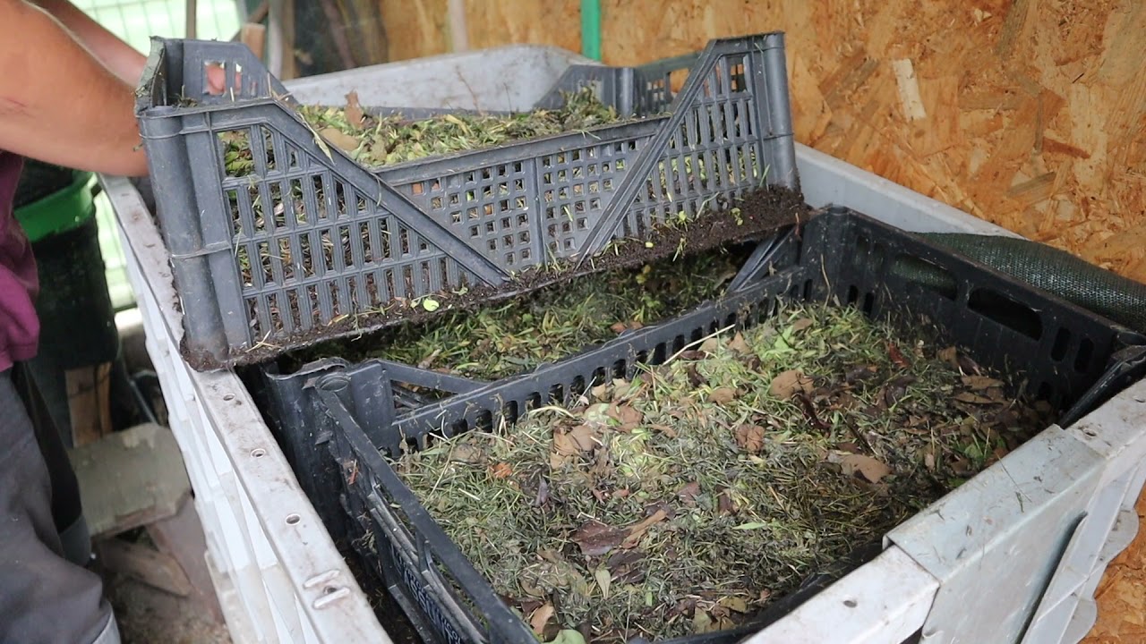 come procede estrazione del humus di lombrico