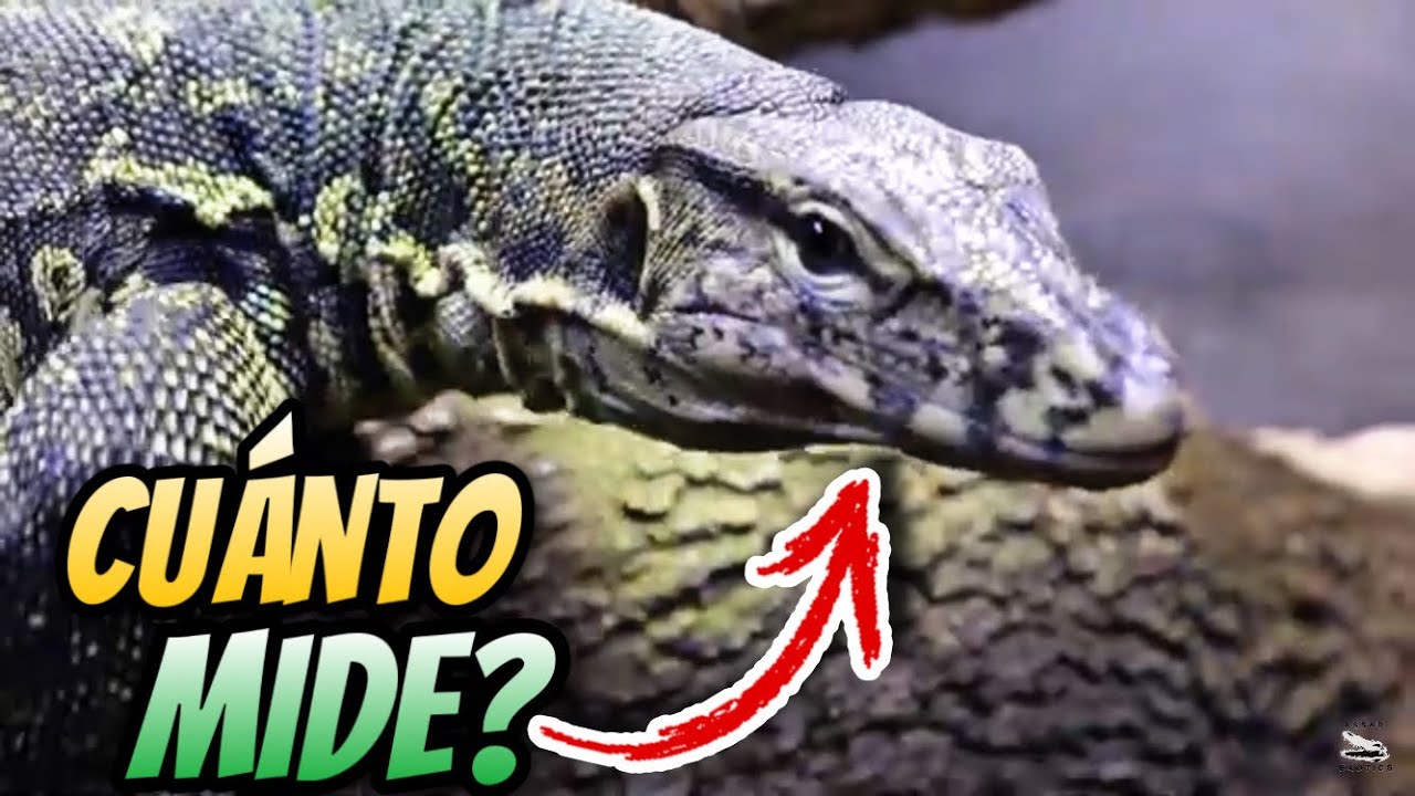 Cuanto Mide Mi Varano Salvator Rocco??