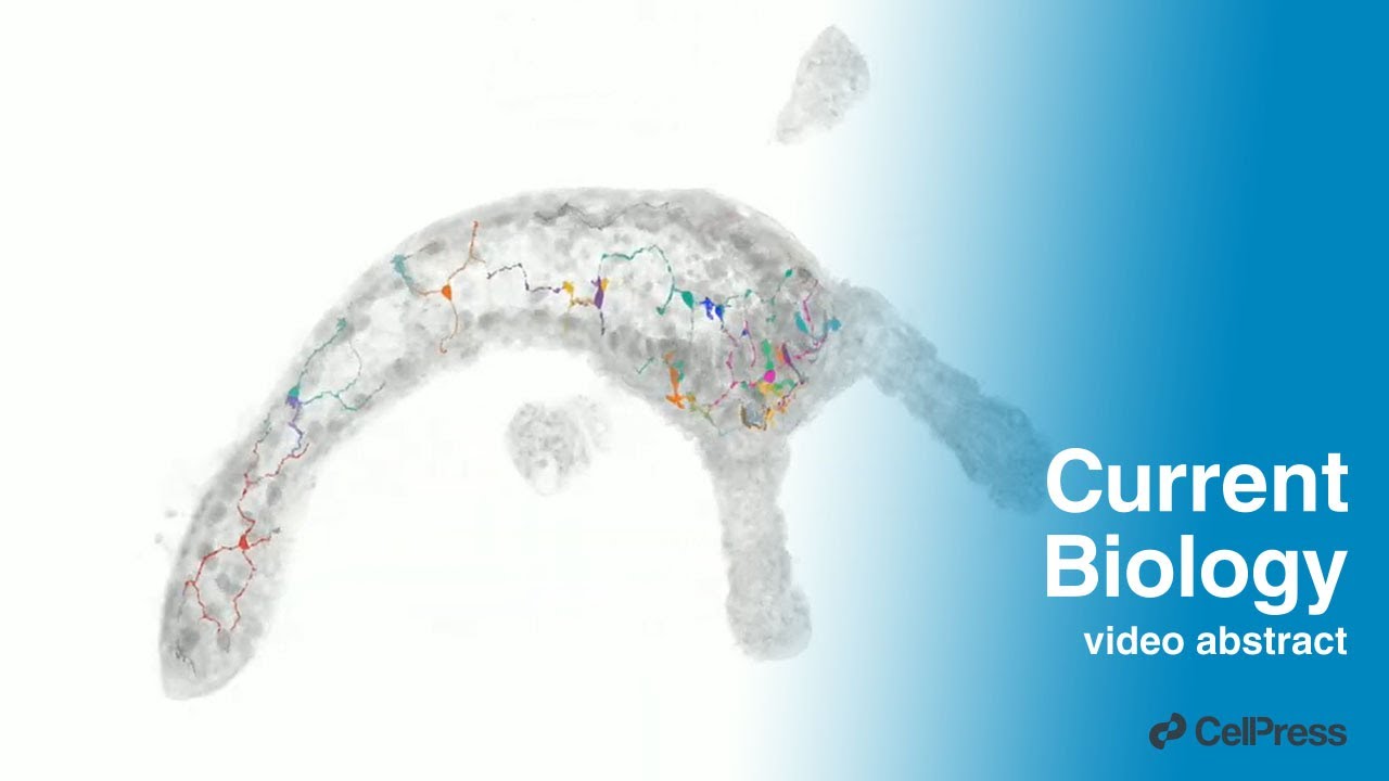 Hydra vulgaris endoderm nerve net 3D reconstruction / Curr. Biol., Oct. 29, 2025 (Vol. 35, Issue 22)